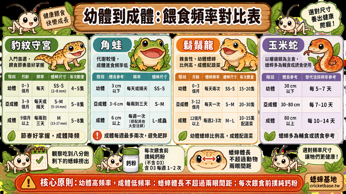 幼體到成體：餵食頻率對比表
