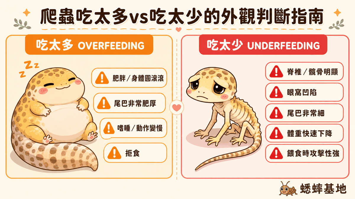 蟋蟀體長不超過兩眼間距法則
