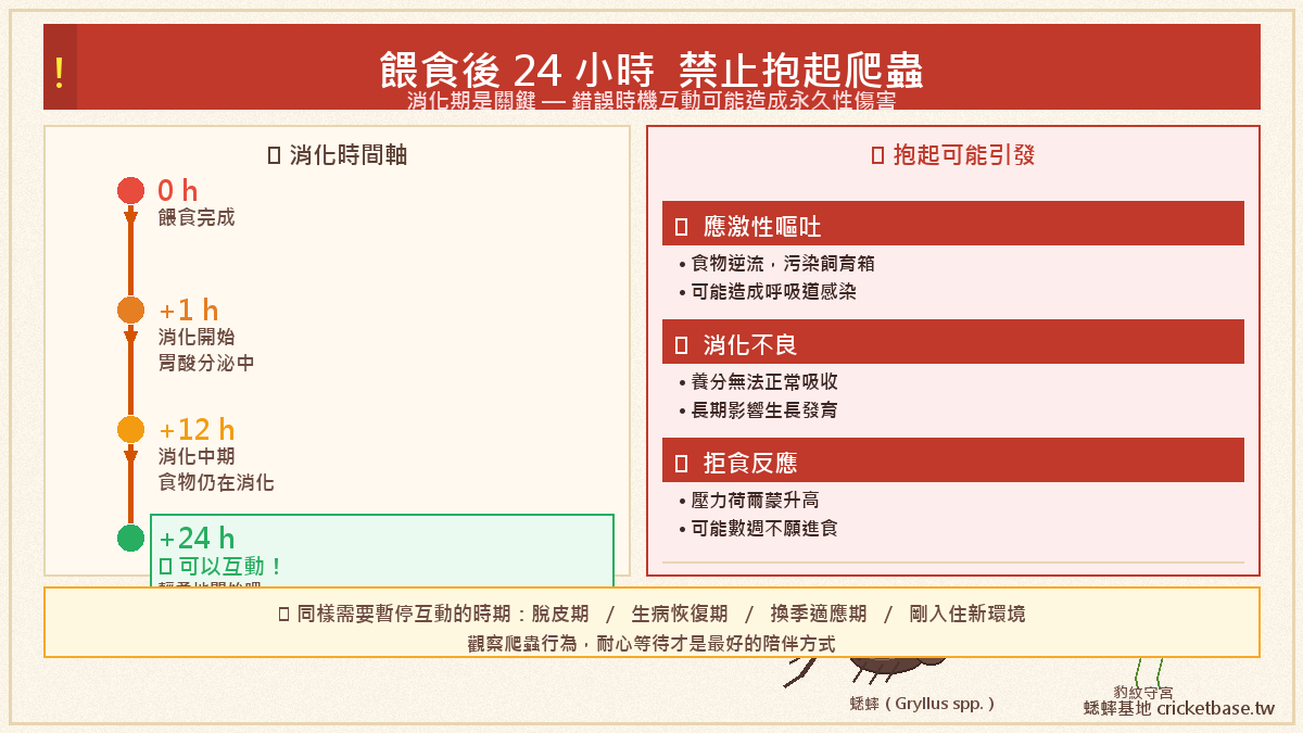 餵食後24小時禁止抱起：消化期是關鍵