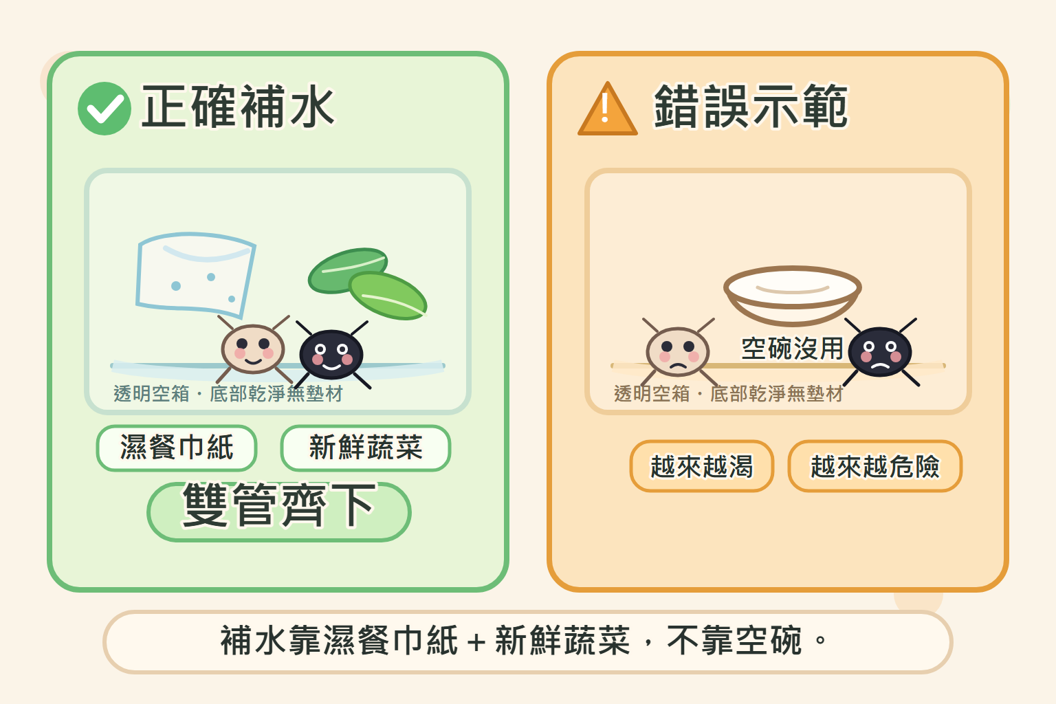 濕餐巾紙加新鮮蔬菜雙管齊下讓蟋蟀補水，什麼都不放的空碗只會讓牠越來越渴、越來越危險
