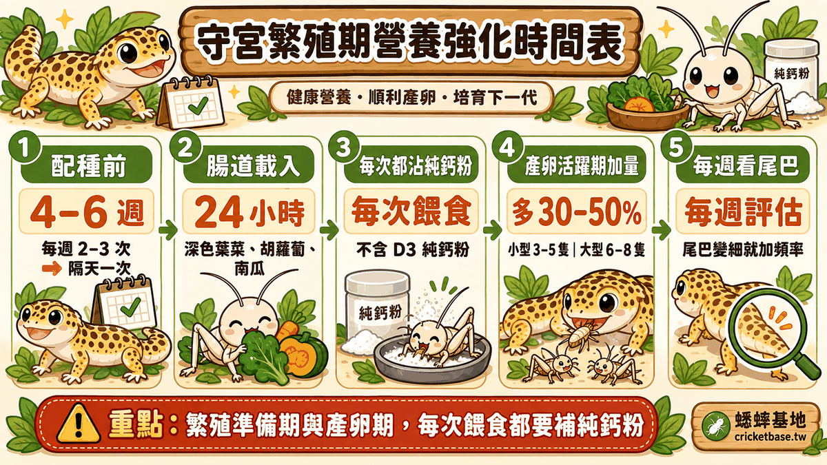 守宮繁殖期的營養強化時間表