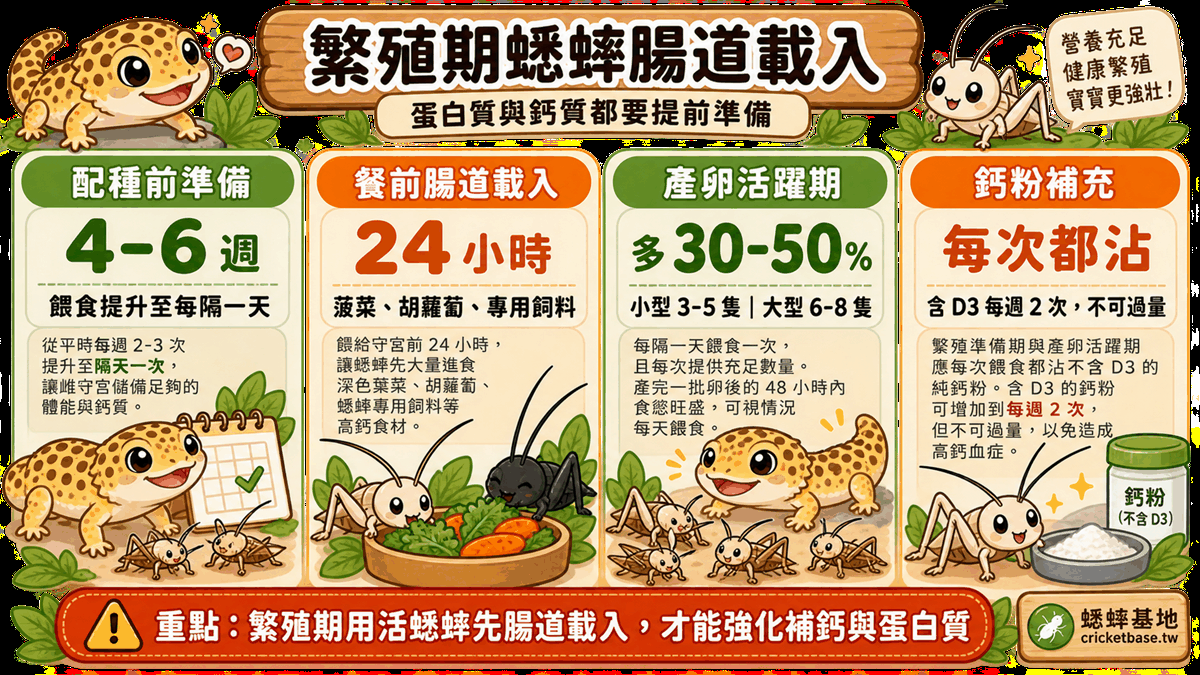 繁殖期蟋蟀腸道載入：蛋白質比平時更重要