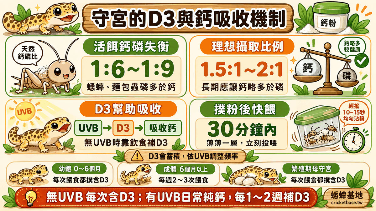 守宮的D3與鈣吸收機制圖解