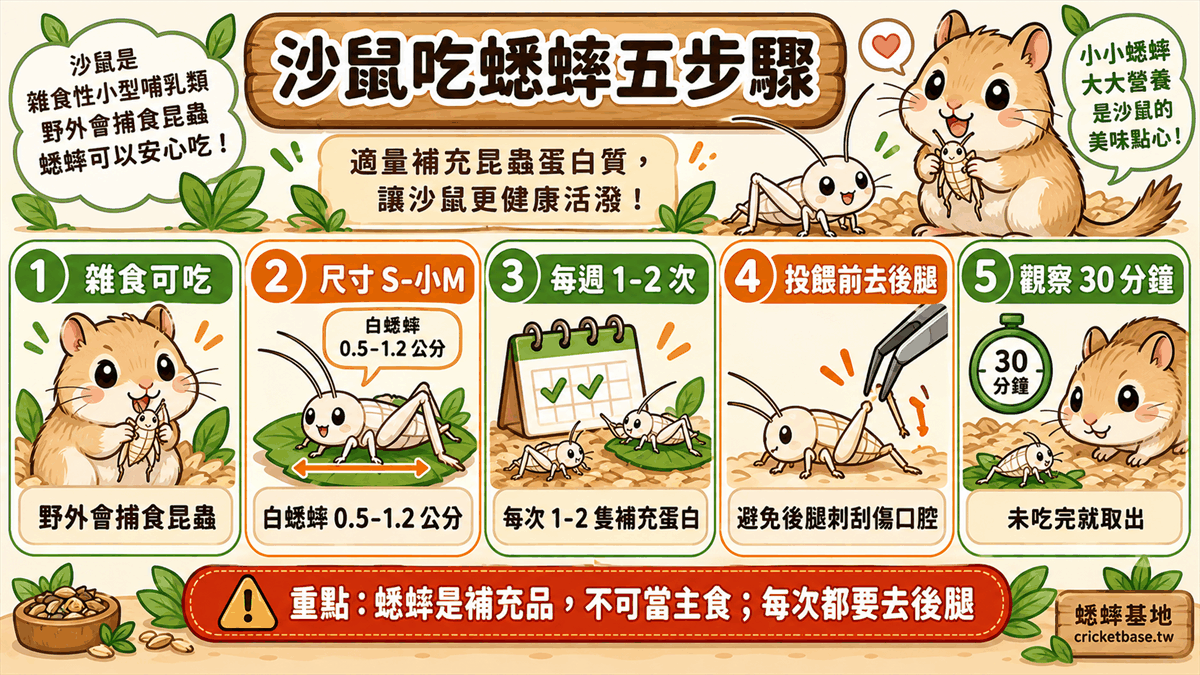沙鼠吃蟋蟀五步驟:雜食性可以吃、尺寸選白蟋蟀 S–小M(0.5–1.2 公分)、每週 1–2 次每次 1–2 隻、投餵前去後腿、餵後觀察 30 分鐘未吃完就取出