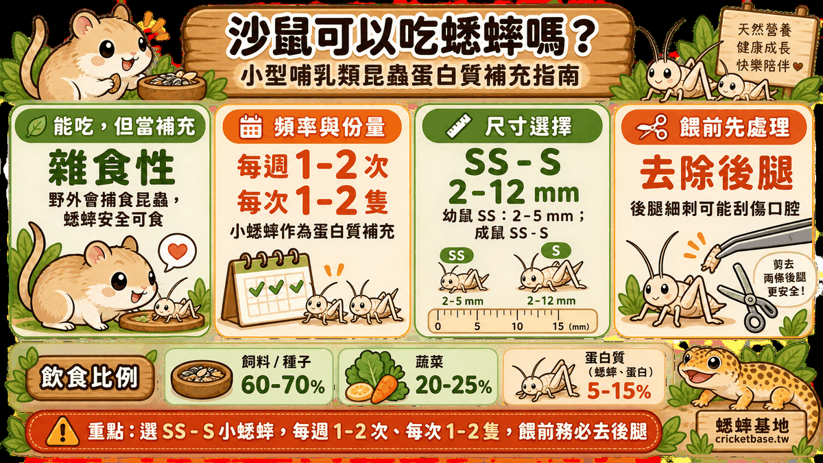沙鼠餵蟋蟀四要點與飲食比例:飼料/種子 60–70%、蔬菜 20–25%、蛋白質 5–15%