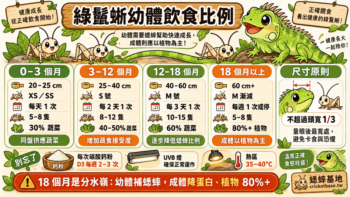 綠鬣蜥幼體飲食比例