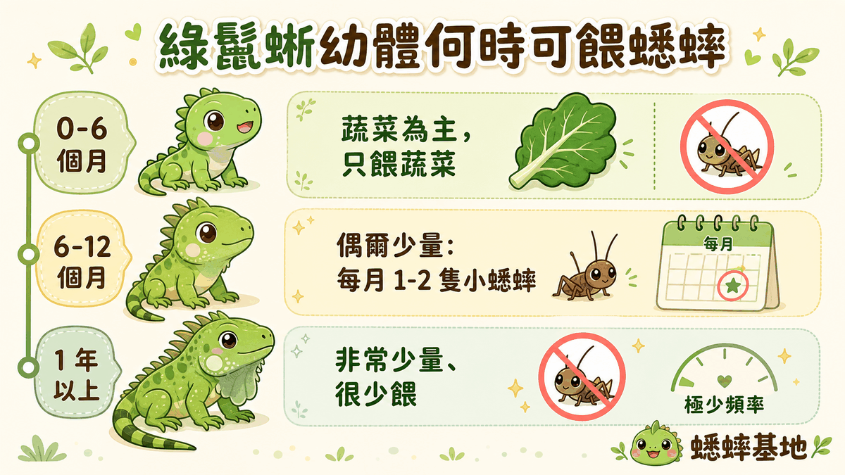 綠鬣蜥幼體何時可餵蟋蟀