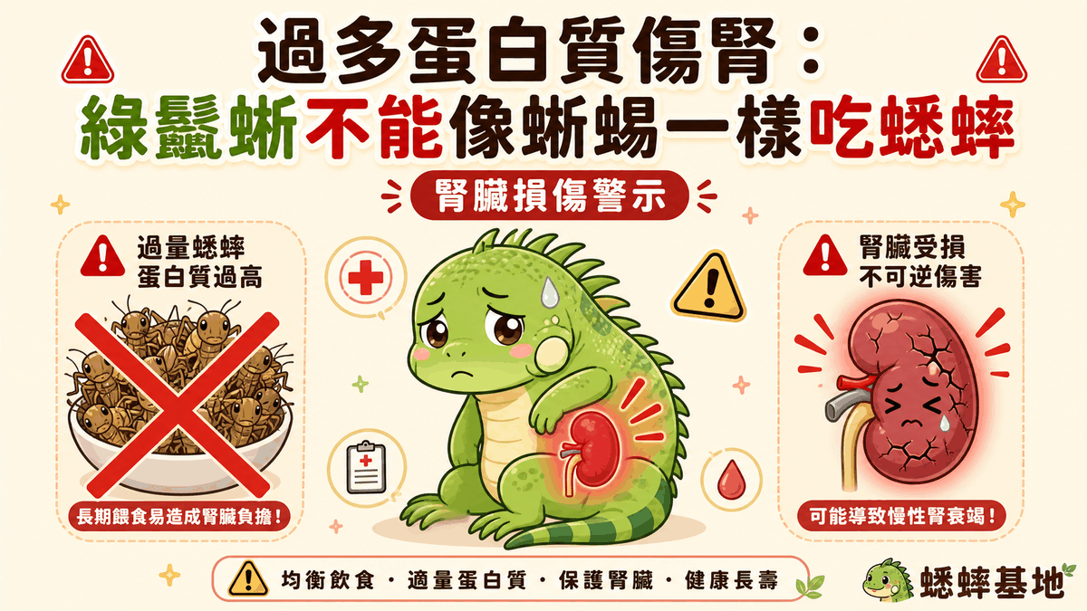 過多動物蛋白傷腎:綠鬣蜥成體不能像食蟲蜥蜴一樣長期以蟋蟀為主食