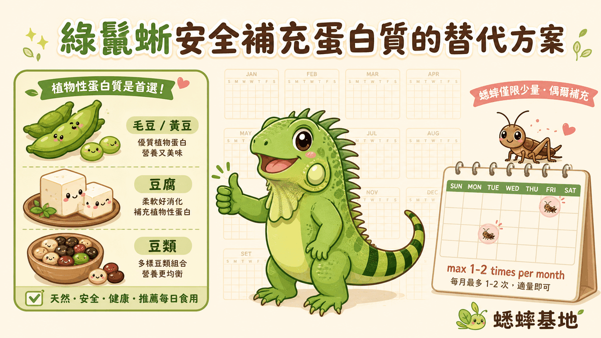 綠鬣蜥安全補充蛋白質的替代方案