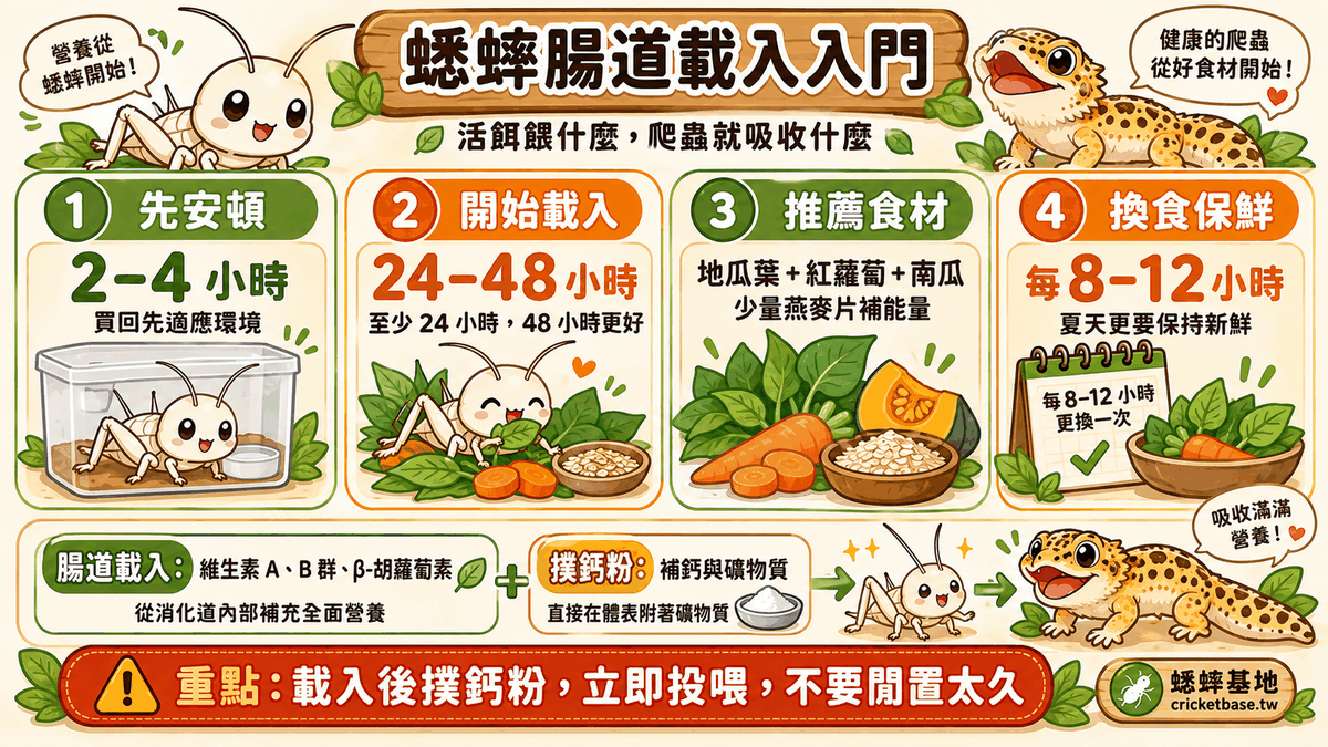 蟋蟀腸道載入概念：活餌餵什麼爬蟲就吸收什麼