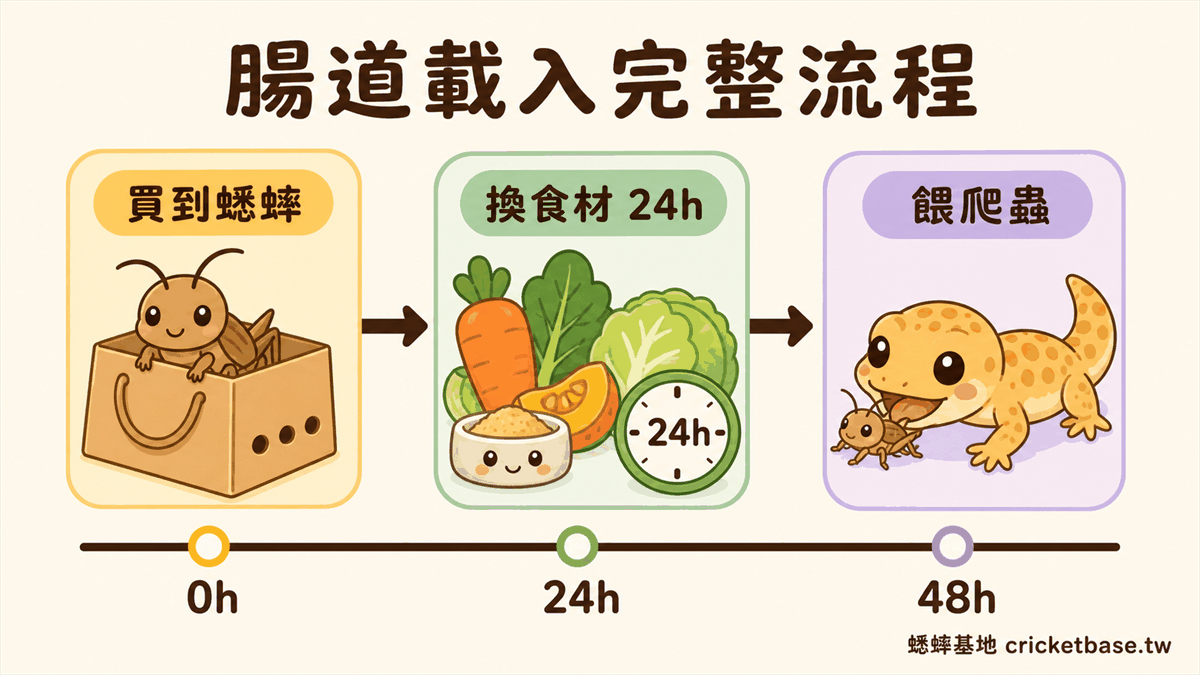 台灣容易取得的腸道載入食材：地瓜葉紅蘿蔔南瓜