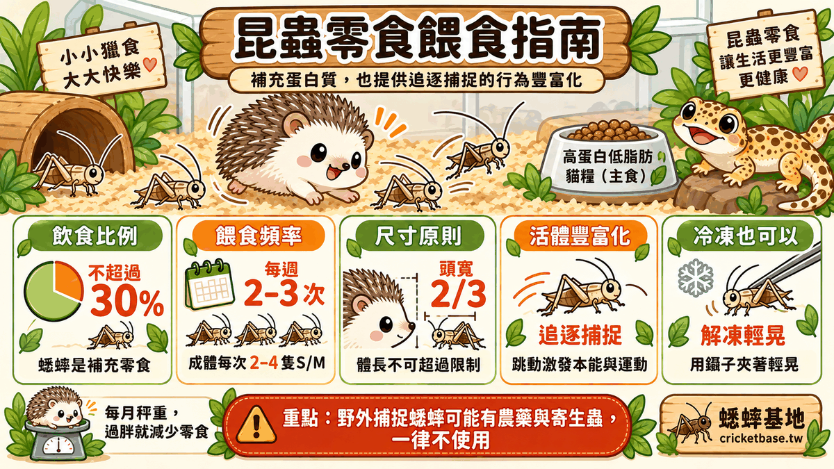 刺蝟吃蟋蟀可愛場景：可愛風插畫展示刺蝟捕食蟋蟀的自然行為，補充蛋白質同時豐富化