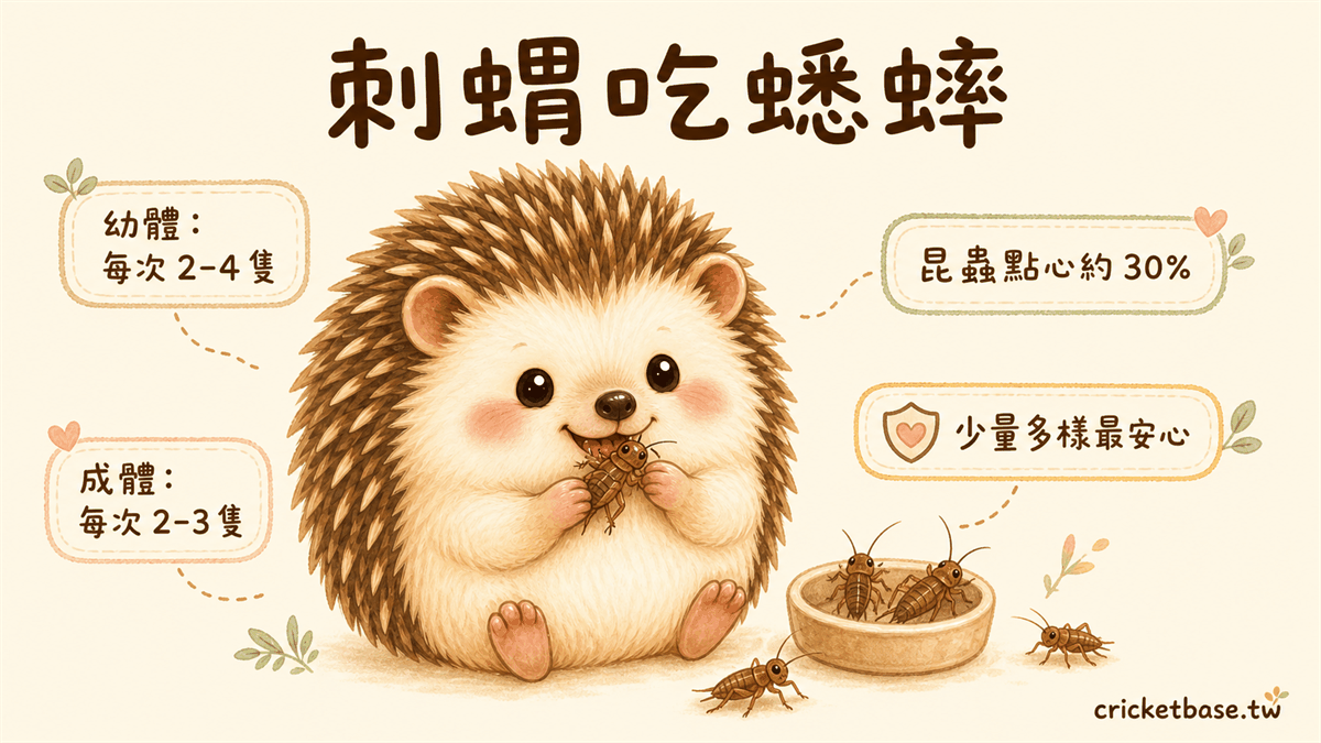刺蝟蟋蟀餵食建議：每週2-3次，成體每次2-4隻，幼體每次1-2隻，昆蟲佔飲食比例不超過30%