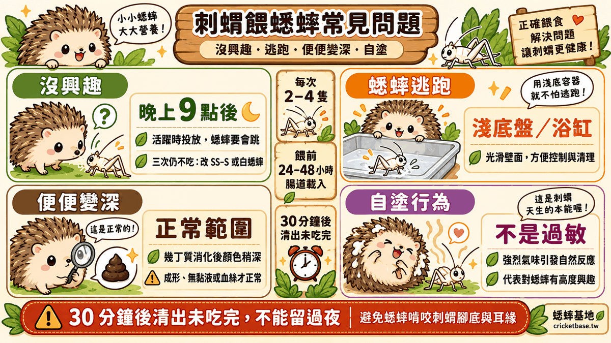 刺蝟餵蟋蟀常見問題：沒興趣、蟋蟀逃跑、便便變深、自塗行為