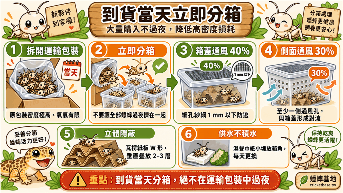 大量購入策略:到貨當天立即分箱,不讓蟋蟀在運輸包裝中過夜