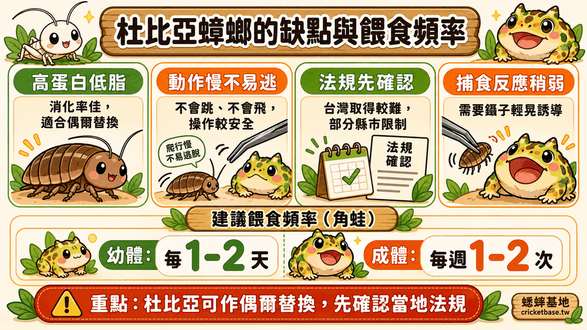 杜比亞蟑螂高蛋白低脂、動作慢不易逃脫，但法規允許時才偶爾替換；圖中另附幼體每 1–2 天、成體每週 1–2 次的餵食間隔