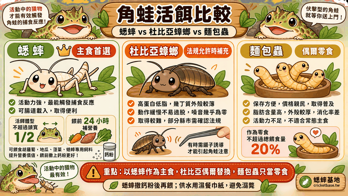 建議餵食策略總結：以蟋蟀為主食、杜比亞偶爾替換、麵包蟲只當零食，餵前撒鈣粉、供水用濕餐巾紙