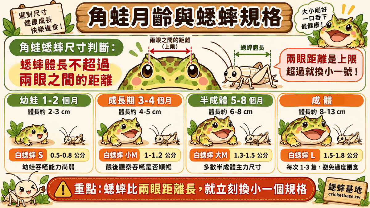 角蛙蟋蟀尺寸判斷：蟋蟀體長不超過兩眼之間的距離