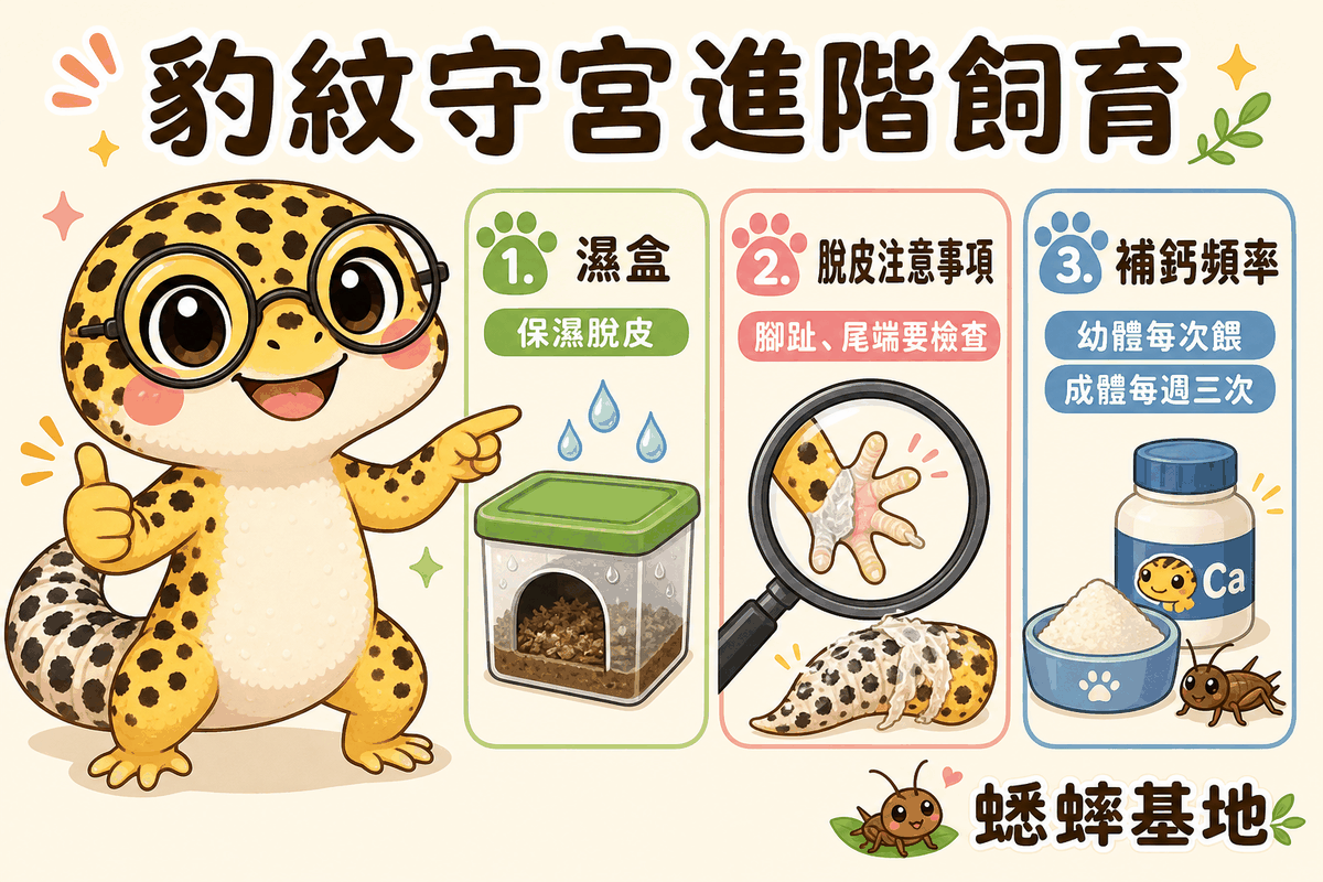 豹紋守宮進階飼育示意:濕盒保濕脫皮、脫皮時檢查腳趾與尾端、補鈣頻率幼體每次餵/成體每週三次