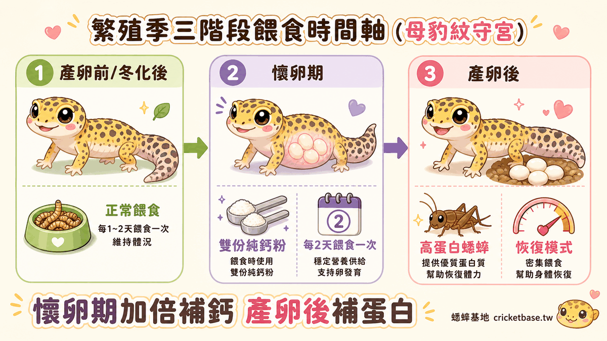 母豹紋守宮繁殖季三階段餵食時間軸:產卵前正常餵食、懷卵期雙份純鈣粉並每 2 天餵一次、產卵後高蛋白蟋蟀幫助恢復