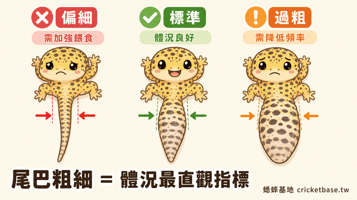 尾巴粗細是體況最直觀的指標:偏細需加強餵食、標準代表體況良好、過粗需降低餵食頻率