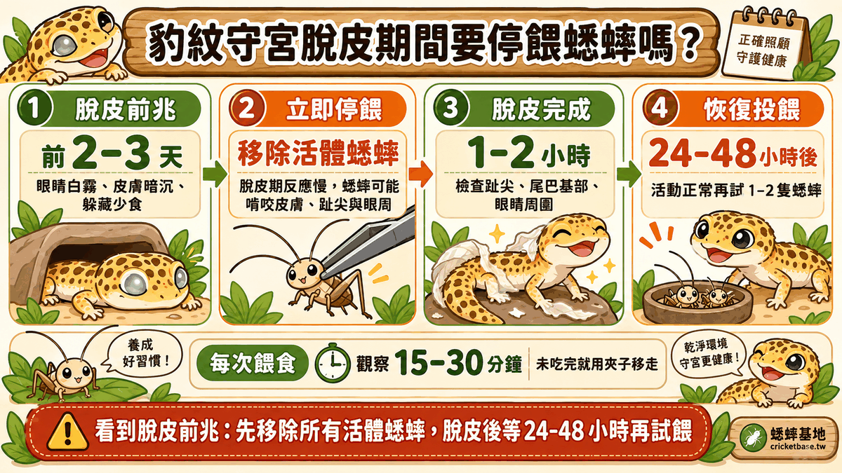 脫皮四步驟流程：前兆出現前 2–3 天、立即停餵移除活蟋蟀、脫皮完成約 1–2 小時、24–48 小時後恢復投餵