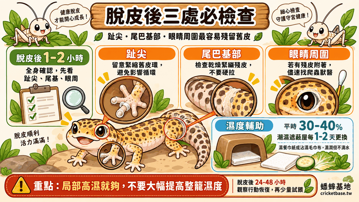脫皮完成後檢查趾尖、尾巴基部與眼睛周圍，這三處最容易脫皮不完全