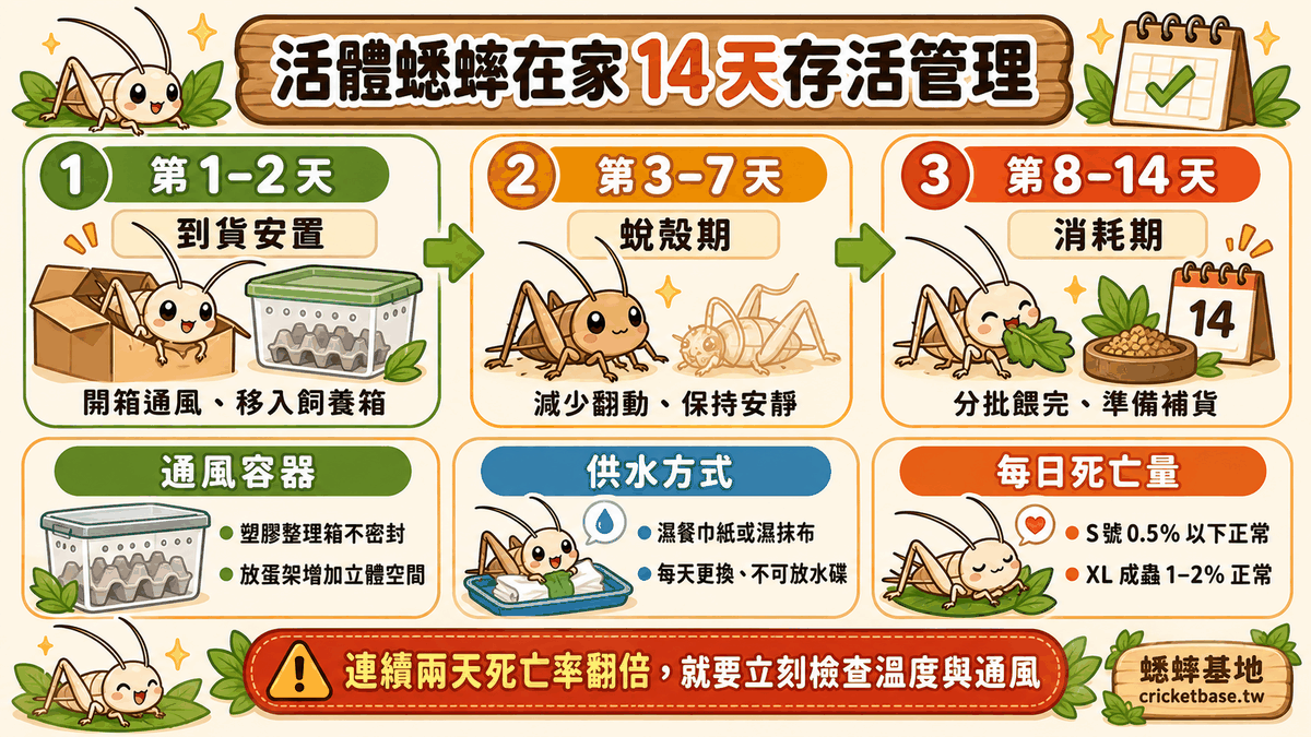在家 14 天的三個階段:第 1–2 天到貨安置、第 3–7 天蛻殼期保持安靜、第 8–14 天分批餵完,並附通風容器、濕餐巾紙供水與每日死亡量標準