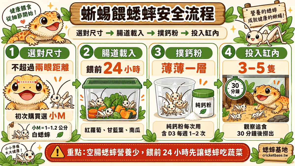 正確的蜥蜴餵食流程：選對尺寸→腸道載入→撲鈣粉→投入缸內，四個步驟確保每餐都安全又營養