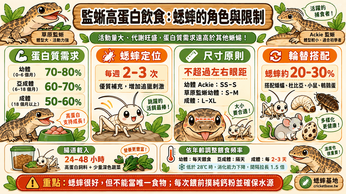 監蜥（巨蜥）的高蛋白需求：蟋蟀在飲食中的角色與限制