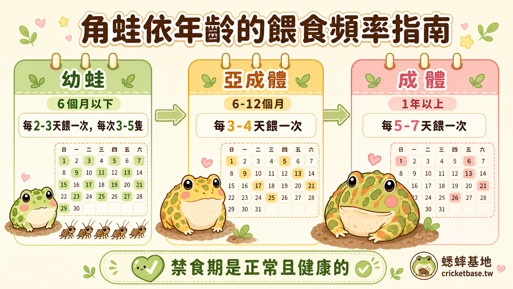 角蛙依年齡的餵食頻率指南