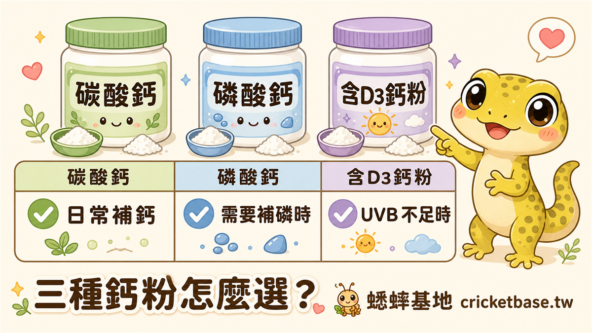 含 D3 與不含 D3 鈣粉選用對照：依有無 UVB 燈環境區分兩種鈣粉的適用時機與使用頻率