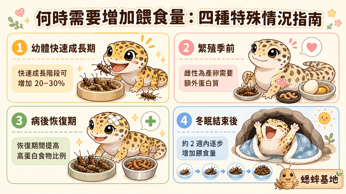 何時需要增加餵食量：四種特殊情況指南