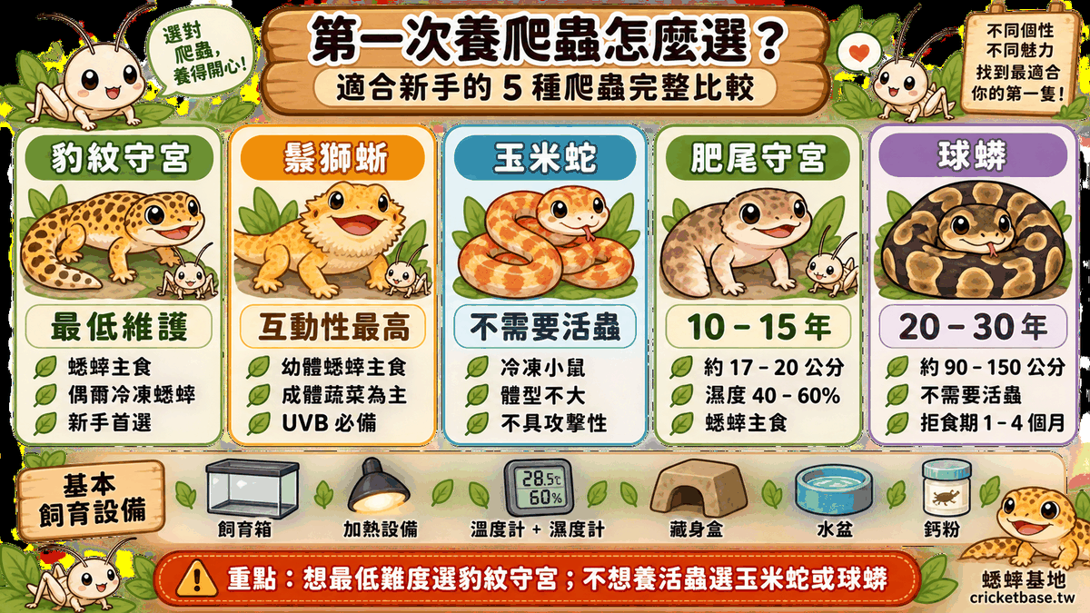 5 種新手爬蟲比較圖：豹紋守宮最低維護、鬃獅蜥互動性最高、玉米蛇不需活蟲、肥尾守宮 10–15 年、球蟒 20–30 年，下方列出基本飼育設備