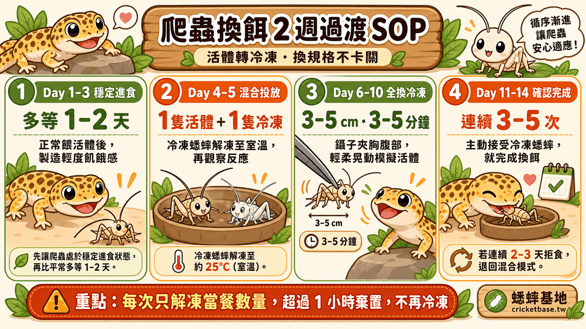 爬蟲換餌不卡關：活體轉冷凍、換規格的 2 週過渡 SOP