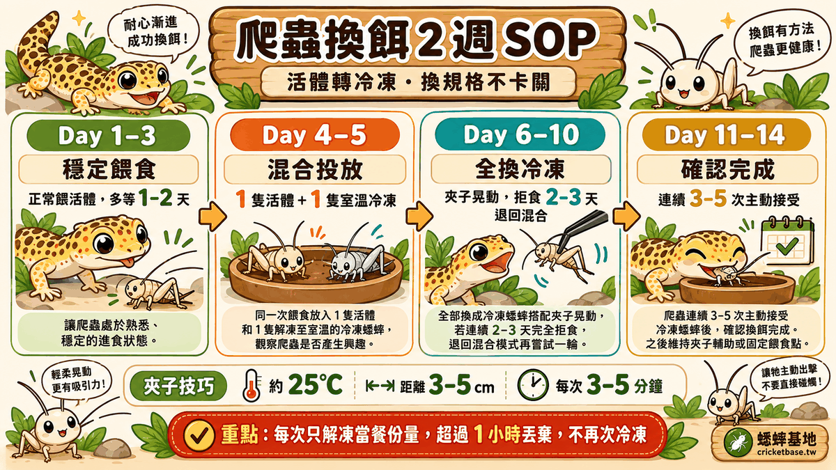 爬蟲換餌 2 週 SOP 四階段：穩定餵食、混合投放、全換冷凍、確認完成，附夾子技巧