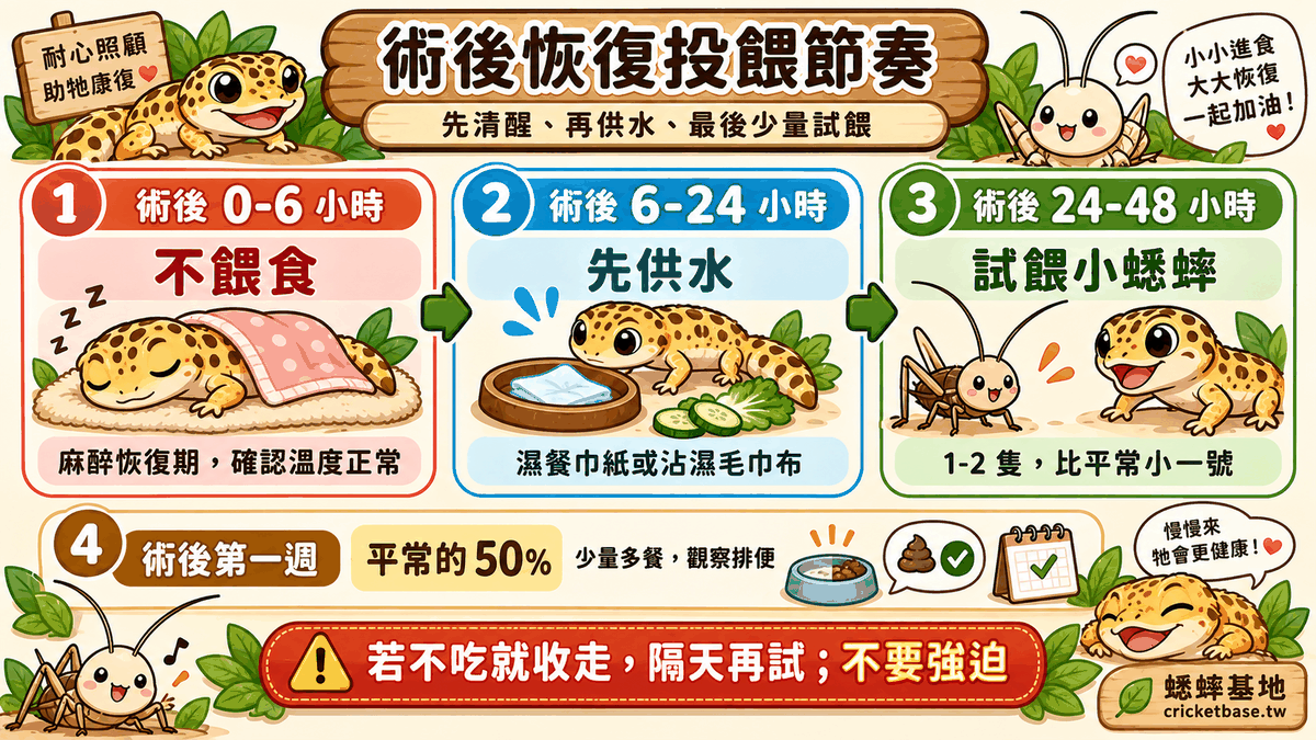 術後恢復期投餵節奏：0–6 小時不餵、6–24 小時先供水、24–48 小時試餵小蟋蟀