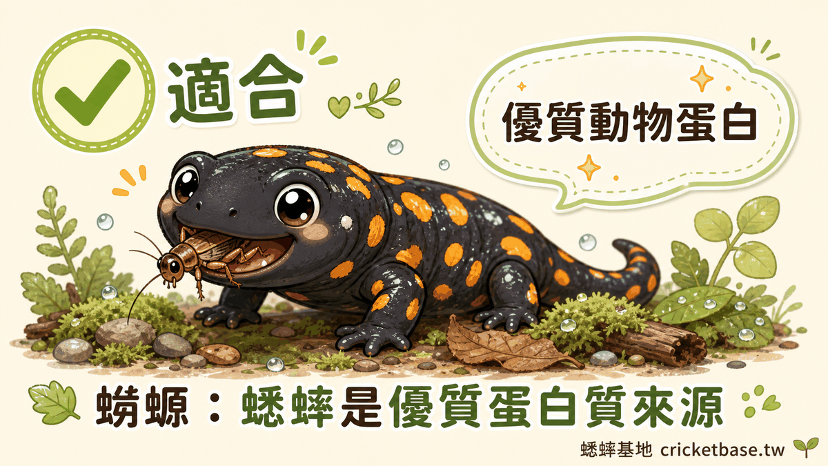 蠑螈：蟋蟀是優質蛋白質來源