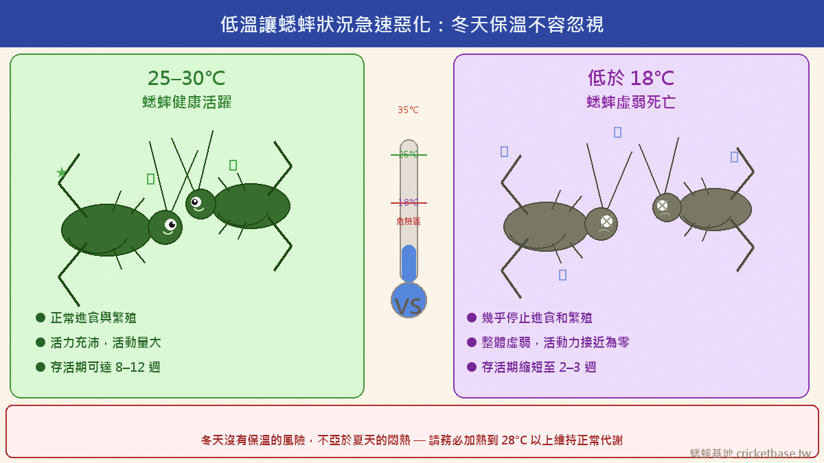 溫度適宜的季節蟋蟀健康活躍，但低溫讓蟋蟀狀況急速惡化——冬天沒有保溫的風險，不亞於夏天的悶熱。