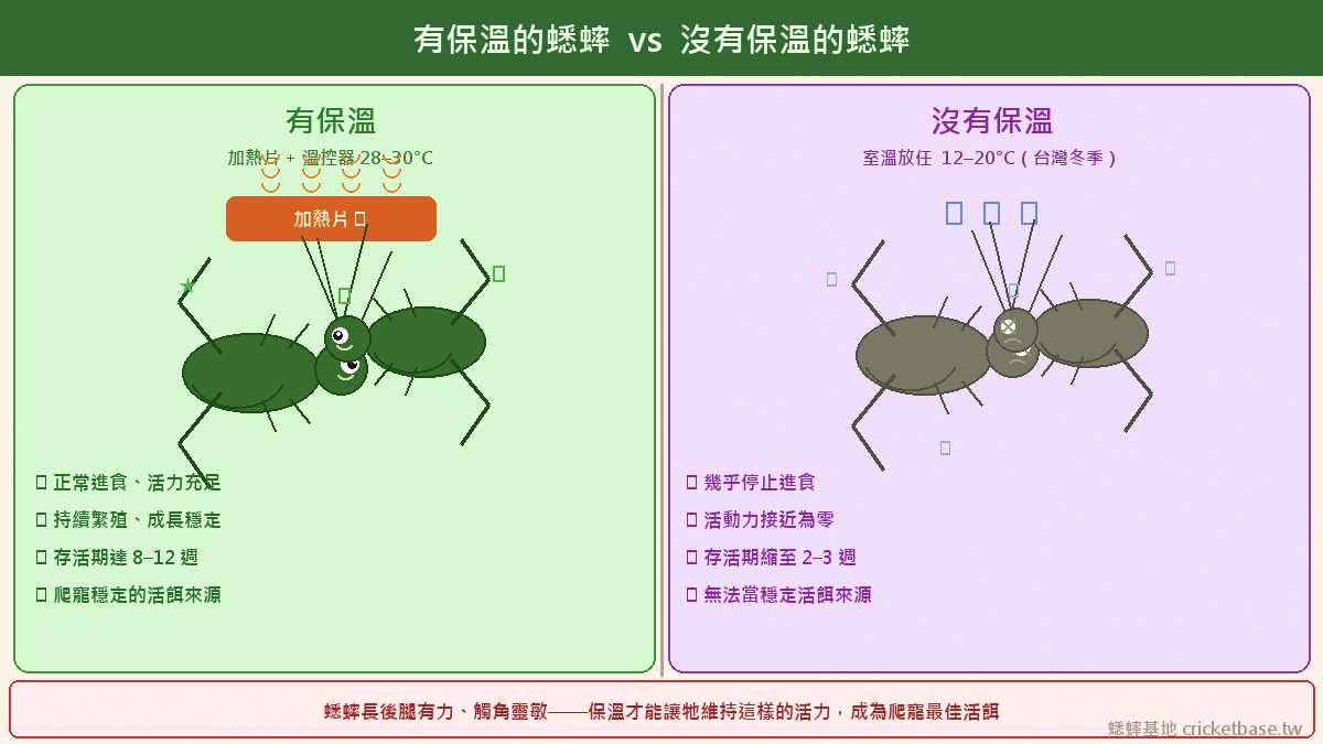 有曬到太陽、有做好保溫的蟋蟀活力正常，被低溫凍到的蟋蟀則迅速虛弱——冬天讓蟋蟀待在溫暖的環境，牠才能繼續進食、當爬寵穩定的活餌來源。