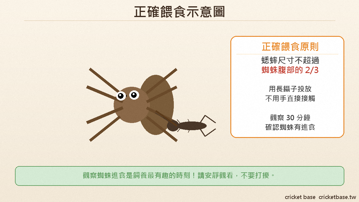 寵物捕鳥蛛正在吃蟋蟀的 kawaii 可愛插畫：蜘蛛用螯肢夾住乳白色蟋蟀吉祥物，展示正確的餵食場景