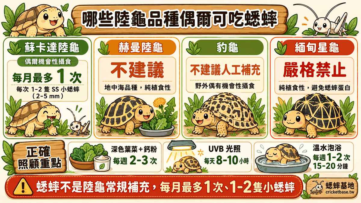 哪些陸龜品種偶爾可吃蟋蟀