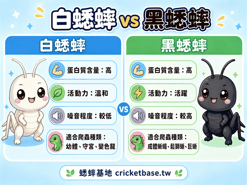 白蟋蟀和黑蟋蟀,到底該選哪種?