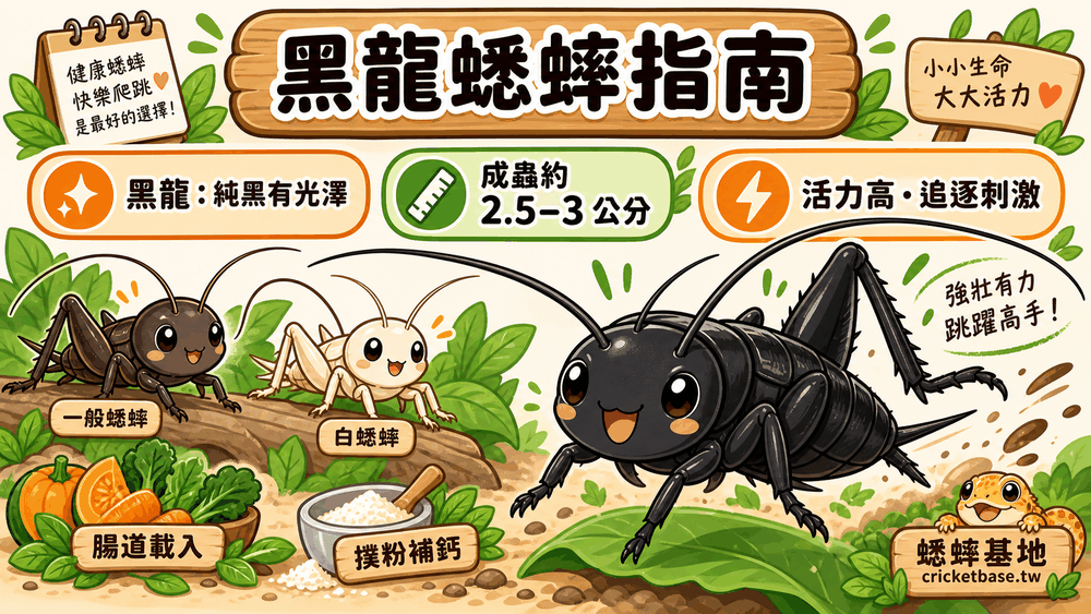 黑龍蟋蟀完整飼養與餵食指南:與黑蟋蟀、白蟋蟀有什麼不同?