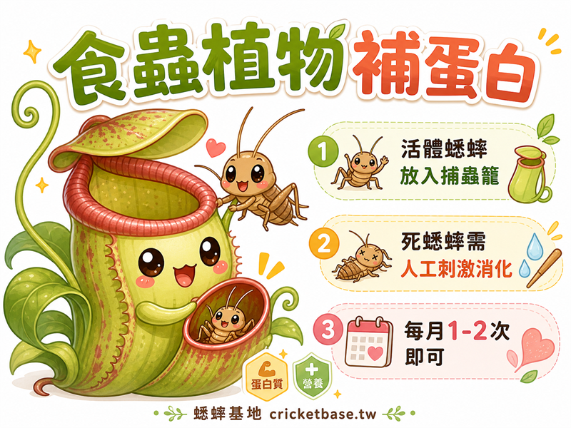 用蟋蟀餵食蟲植物：豬籠草、捕蠅草的昆蟲飼育技巧