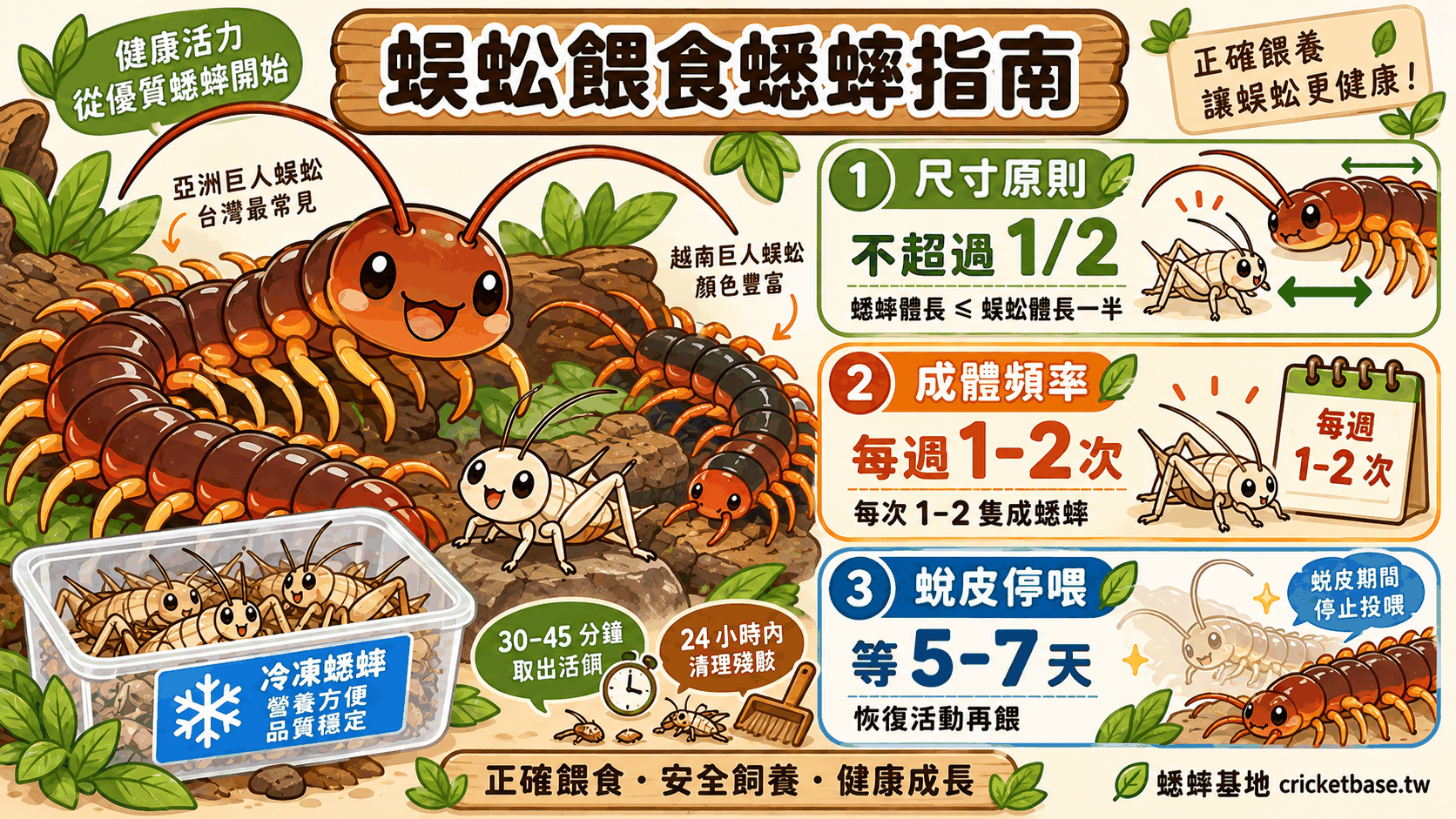 寵物蜈蚣吃什麼?蟋蟀尺寸、餵食頻率與安全操作完整指南
