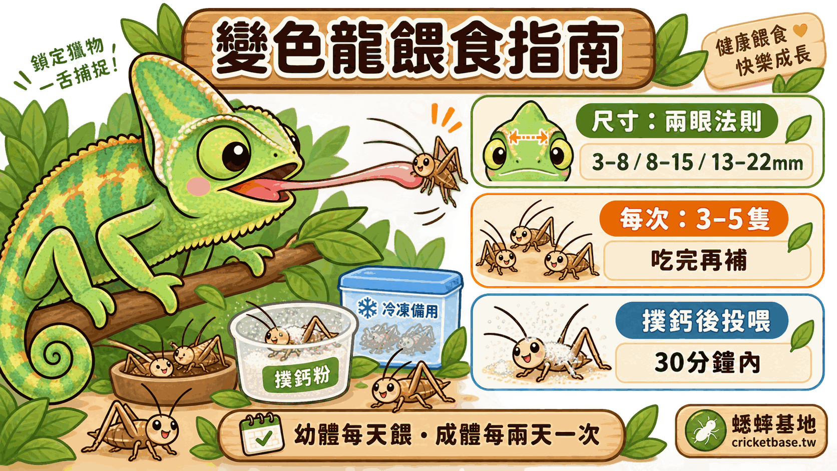 變色龍吃什麼?蟋蟀尺寸、餵食頻率、撲鈣完整飼育指南