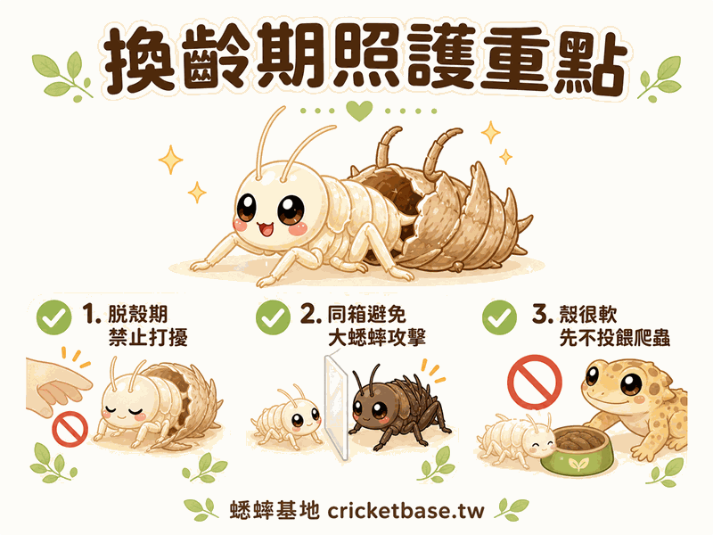 蟋蟀換齡期照護完整指南:脫殼時最脆弱,飼主這樣做才對
