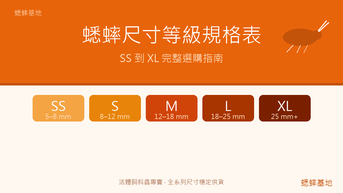 蟋蟀尺寸等級完整規格表:SS 到 XL 體長範圍與選購指南