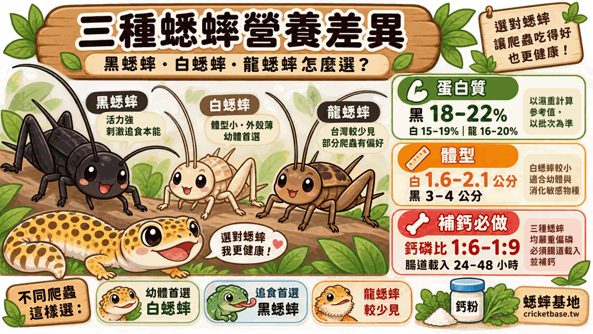 三種飼料蟋蟀的營養差異:黑、白、龍蟋蟀怎麼選